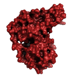 Im Fokus des Interesses: das neu entdeckte Protein Diheme-Cytochrom c, das eine stark negative Oberflächenladung hat, aber dennoch eine sehr hohe Neigung, Elektronen aufzunehmen, die ebenfalls negativ sind.