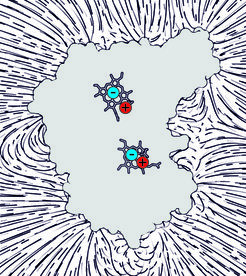 Verblüffende Erkenntnis: Im Innern des Proteins Diheme-Cytochrom befinden sich Calciumionen in unmittelbarer Nähe der Stelle, wo Elektronen gespeichert sind (vereinfachte Darstellung im Querschnitt; das Innere des Proteins: Grau, Linien außerhalb: elektrische Feldlinien).