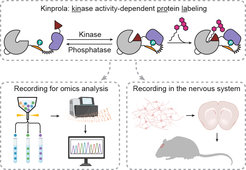 Grafik, die die Eigenschaften von Kinprola zeigt.