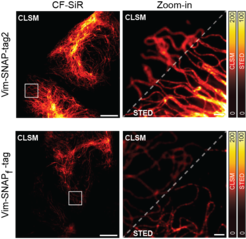 SNAP-tag2 can be seen in comparison to the previously frequently used SNAP-tag. Markings made with SNAP-tag2 are significantly brighter, even with super-resolution microscopy techniques.