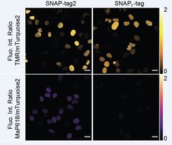 Zu sehen ist eine fünfmal intensivere Fluoreszenz von SNAP-tag2 bei Markierung mit fluorogenen Substraten.