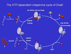 Model for the regulated chaperone cycle of DnaK DnaJ ATPase stimulating co-chaperone: GrpE: nucleotide exchange stimulating co-chaperone.