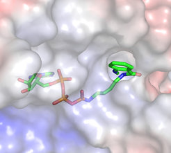 Model of fluorescent nucleotide P-γ-MABA-ATP bound to active site of Hsp90 (modeled with Hs90 coord. 1byq. Pdb)