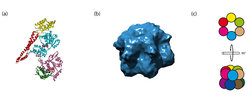 Structure and oligomeric assembly of hexameric AAA+ protein ClpB. (1QVR.pdb and EMD-1241))