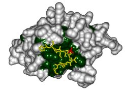 The CTD interacting domain of Pcf 11 in complex with a CTD peptide. Conserved surface residues are colored in green (Nature, 2004).