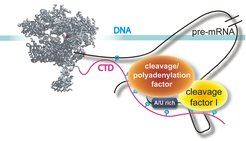 Simplified model of the transcription machinery at the 3'-end of the gene.