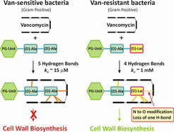 Mode of action of the glycopeptide antibiotics and emergent resistance