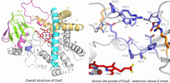 Structural characterisation of OxyE, the second crosslinking P450 involved in teicoplanin biosynthesis (PDB Code 3O1A)