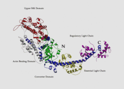 The cross-bridges comprise a part of the myosin molecule, namely subfragment-1 of heavy meromyosin (S1). The structure of chicken S1 has been solved by x-ray crystallography (Rayment et al. 1993) - in the following references to residues in the chicken structure will be prefaced with "gg". This study shows the S1 (which has 884 residues) to be tadpole-like in form, with an elongated head, containing a 7-stranded β sheet and numerous associated a-helices forming a deep cleft, with the actin binding sites and nucleotide binding sites on opposite sides of the sheet. The cleft separates two parts of the molecule which are referred to as the 50K upper and 50K lower domains or actin binding domain.