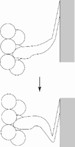 Figure 3: Numerous experiments (mostly negative) indicated that the scheme shown in Fig 1 needed revision: only the distal part of the cross bridge moves (Cooke 1986).