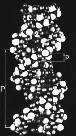 Fig h5: A space filling model of DNA-B form (W. Fuller)