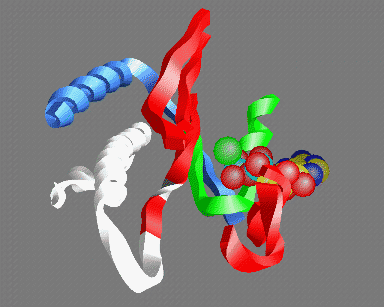 Fig 5: A view of the ATP binding site looking out from the actin helix. Shown are: the P-loop (green); an MgATP molecule with the base at the back and the three phosphate groups in the front (carbon yellow, nitrogen blue, phosphate light-blue, oxygen red, magnesium green); parts of the 50K upper domain (red) including the so called "switch-1" region (right); the switch-2 region in the open "ATP" (white) and closed "ADP" (gray) conformations - the conserved glycine (gg466) is shown in gray or white- note that this residue moves about 5Å between the two conformations; the helix (gg648-666) (which acts as fulcrum for the relative rotation of the 50K upper and lower domains (blue)