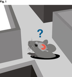 Maus, die aus einem Loch in einen Irrgarten blickt und sich zu orientieren versucht. Dazu benötigt sie ihren Hippokampus, der im Gehirn schematisch in rot eingezeichnet ist.