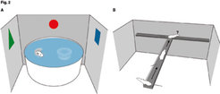 Das Morris-Wasserlabyrinth (Feld A) und das T-Labyrinth (Feld B). In beiden Versuchsanordnungen wird das räumliche Lang- und Kurzzeitgedächtnis von Mäusen oder Ratten erfasst.