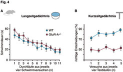GluR-A-Knockout-Mäuse, denen GluA1-haltige AMPA-Rezeptoren fehlen, zeigen normales Lernverhalten im Morris-Wasserlabyrinth (A), jedoch nicht im T-Labyrinth (B). Dargestellt sind die Lernkurven von GluR-A-Knockout (GluR-A-/-)-und normalen Mäusen (wt) in Abhängigkeit von der Zahl der Versuchsdurchläufe. Es wurden jeweils vier Durchläufe von 10 bis 12 Mäusen in einem Datenpunkt festgehalten, um die Varianz einzelner Durchläufe zu reduzieren.