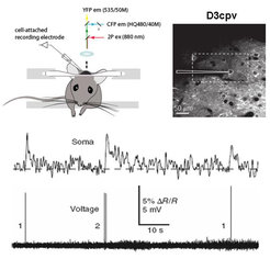 A D3cpv labeled neuron (upper right panel) shows fluorescence changes in the soma in response to single and double action potentials (lower panel).