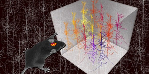 Population Imaging of neuronal activity with genetic calcium sensors Population Imaging of neuronal activity with genetic calcium sensors
