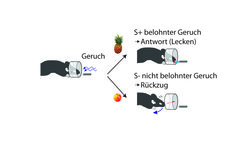 Abb. 1 - Geruchsunterscheidung:Mäuse lernen, Gerüche gezielt mit Belohnungen zu verknüpfen. Die Zeit, die für eine Geruchsunterscheidung notwendig ist, ist im Allgemeinen kurz. Für sehr ähnliche Gerüche wird allerdings deutlich mehr Zeit benötigt.