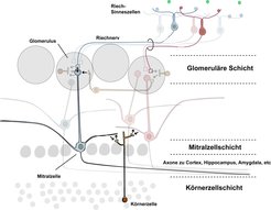Abb. 2: Übersicht über die Verschaltung des olfaktorischen Systems