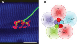 Neuromuskuläre Synapse im Diaphragma (Zwerchfell). (A) Motorneuronen (grüne Fluoreszenz durch Färbung nervenspezifischer Neurofilamente) bilden spezifische Kontakte mit Muskelfasern (blaue Fluoreszenz markiert Muskel-spezifische Myosine). An den Kontaktstellen in den Muskelfasern bilden sich postsynaptische Spezialisierungen, die motorischen Endplatten (rote Fluoreszenz zeigt eine Endplatte durch Markierung der postsynaptischen AChR mit Rhodamin-Bungarotoxin). (B) Schematische Darstellung des AChR-Komplexes bestehend aus zwei α- und je einer β-, δ-, und γ- (embryonal) oder ε- (adult) Untereinheit. Alle Untereinheiten enthalten vier Transmembranbereiche M1-M4, wobei die M2-Bereiche den Ionenkanal bilden (Skalierung: 20 μm).