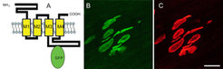 Die γ-GFP-Untereinheit und grün-fluoreszierende Rezeptoren. (A) Schematische Darstellung der γ-GFP-Untereinheit mit GFP im cytoplasmatischen Loop. (B) Die modifizierte Untereinheit wird exprimiert und in den AChRγ-GFP-Komplex eingebaut, der dann korrekt zur postsynaptischen Membran transportiert wird. Endplatten im Diaphragmamuskel sind während der frühen postnatalen Entwicklung direkt anhand der Grünfluoreszenz sichtbar. (C) Endplatten wie in B, dargestellt durch Rhodamin-Bungarotoxin markierte AChR. (Skalierung 20 μm)