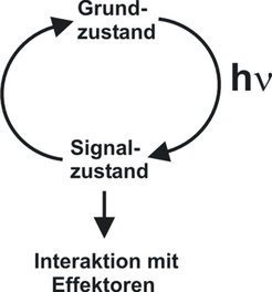 Photozyklus: Ein funktioneller Photorezeptor kann zwischen zwei Hauptzuständen wechseln, einem dunkeladaptierten Grundzustand und einem lichtinduzierten Signalzustand. Letzterer ist für die Umwandlung des Lichtsignals in eine biologische Information verantwortlich. hv bezeichnet die Energie eines Lichtteilchens.
