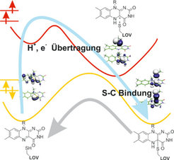 Quantenchemische Berechnungen führen zum Energiediagramm und der elektronischen Struktur des Flavin-Kofaktors in Phototropin-LOV-Domänen. Die Photoreaktion zwischen dem Flavinring und einem benachbarten Cysteinrest (Proteinanteil des Photorezeptors) erfolgt über einen Radikal-Mechanismus (blauer Pfeil). Nach Absorption eines Blaulichtphotons übernimmt der angeregte Chromophor-Kofaktor ein Proton und ein Elektron vom Cysteinrest, was zur Ausbildung einer instabilen, biradikalen Struktur führt. Als Konsequenz gehen Flavinring und Cysteinrest eine kovalente Bindung ein, die den Signalzustand des Photorezeptors kennzeichnet. Der Proteinanteil erleichtert dann die Dissoziation dieses kovalenten Addukts, und der Photorezeptor kehrt in seinen Grundzustand zurück (grauer Pfeil).