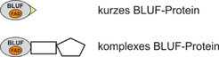 Zwei Klassen von BLUF-Proteinen: Kurze BLUF-Proteine besitzen neben der Rezeptoreinheit nur einen kleinen weiteren Abschnitt (gelb), während der BLUF-Lichtsensor in komplexen BLUF-Proteinen mit Effektoren (weiße Formen) verknüpft ist.