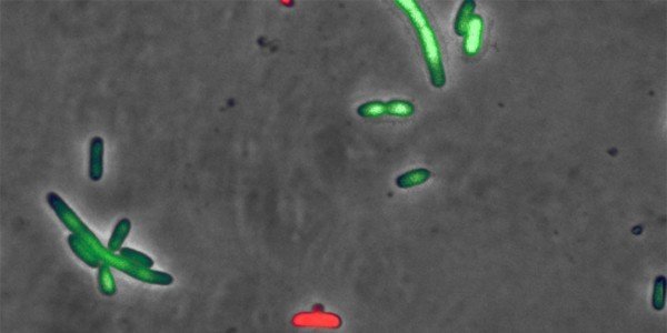 Modified Escherichia coli produce the pneumococcal zeta toxin PezT. The green fluorescent cells are still intact, but have difficulties in undergoing cell division. The red fluorescent cell bodies have already burst and died. Modified Escherichia coli produce the pneumococcal zeta toxin PezT. The green fluorescent cells are still intact, but have difficulties in undergoing cell division. The red fluorescent cell bodies have already burst and died.