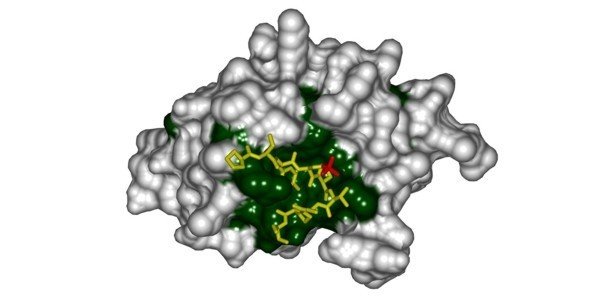 The CTD interacting domain of Pcf 11 in complex with a CTD peptide. Conserved surface residues are colored in green The CTD interacting domain of Pcf 11 in complex with a CTD peptide. Conserved surface residues are colored in green